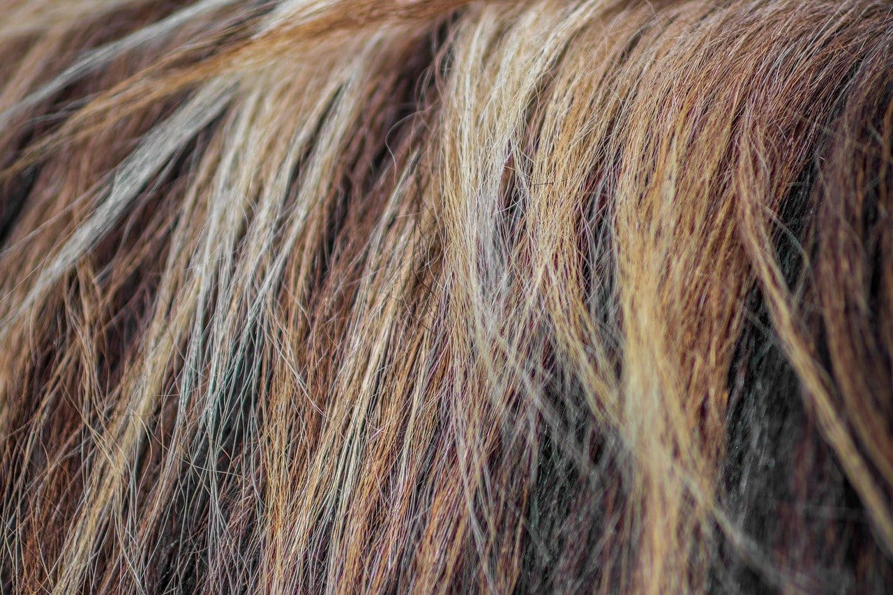 horse, mane, strand