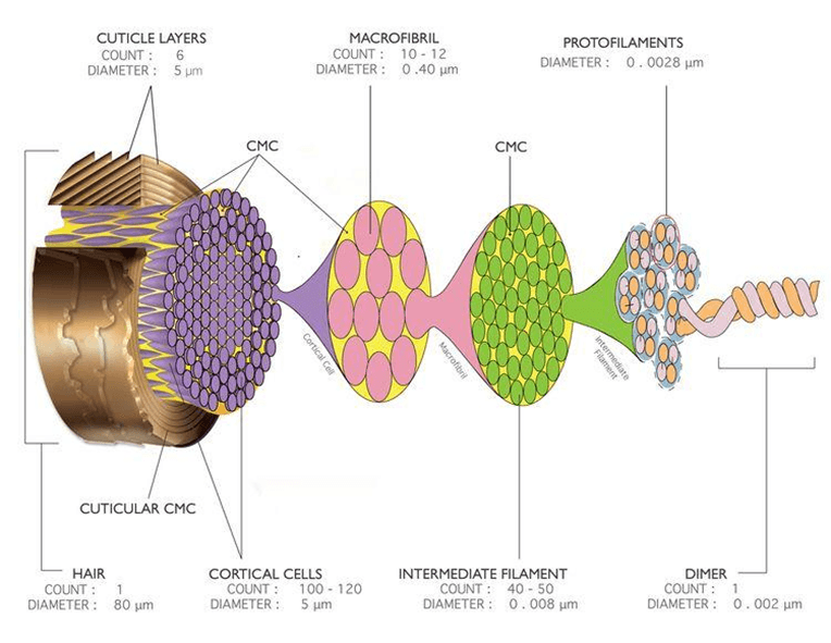 partes del cabello